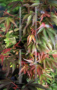 Picture of Acer palmatum 'Shaina'