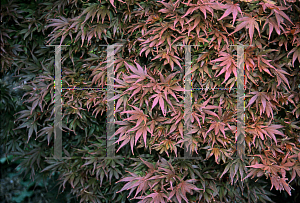 Picture of Acer palmatum 'Shaina'