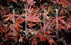 Picture of Acer palmatum 'Shaina'