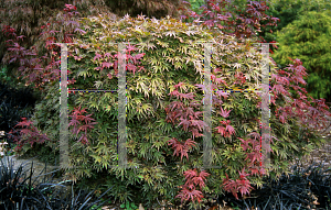 Picture of Acer palmatum 'Shaina'