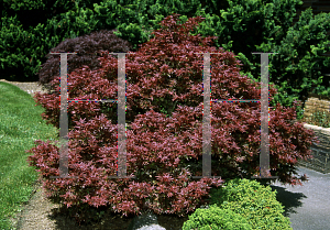 Picture of Acer palmatum 'Shaina'