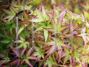 Picture of Acer palmatum 'Sharp's Pygmy'