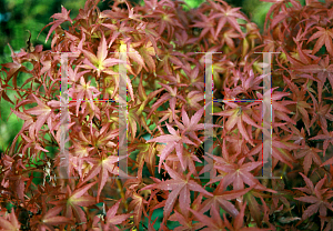 Picture of Acer palmatum 'Sharp's Pygmy'