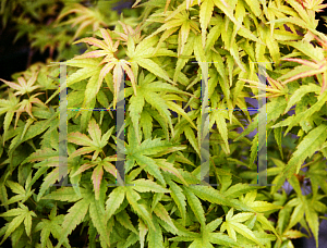 Picture of Acer palmatum 'Sharp's Pygmy'