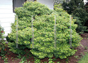 Picture of Acer palmatum 'Sharp's Pygmy'