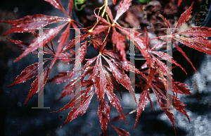 Picture of Acer palmatum (Dissectum Group) 'Sherwood Elfin'