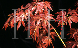 Picture of Acer palmatum (Matsumurae Group) 'Sherwood Flame'