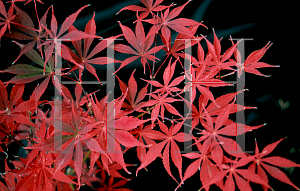 Picture of Acer palmatum (Matsumurae Group) 'Sherwood Flame'