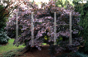 Picture of Acer palmatum (Matsumurae Group) 'Sherwood Flame'