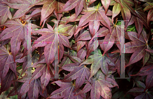 Picture of Acer palmatum (Matsumurae Group) 'Shime-no-uchi (Shichigosan)'