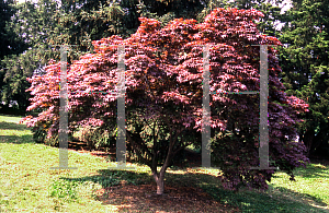 Picture of Acer palmatum (Matsumurae Group) 'Shime-no-uchi (Shichigosan)'