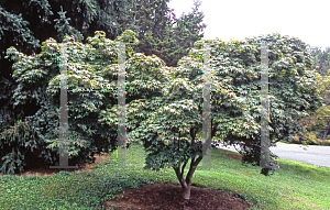 Picture of Acer palmatum (Matsumurae Group) 'Shime-no-uchi (Shichigosan)'