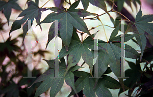Picture of Acer palmatum (Matsumurae Group) 'Shime-no-uchi (Shichigosan)'
