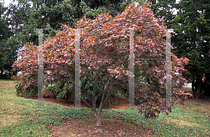 Picture of Acer palmatum (Matsumurae Group) 'Shime-no-uchi (Shichigosan)'