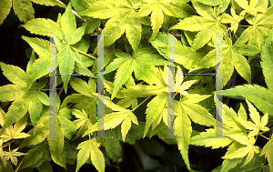 Picture of Acer palmatum 'Shidava Gold'