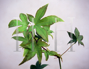 Picture of Acer palmatum 'Shigarami (Saku)'