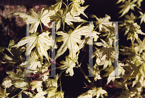 Picture of Acer palmatum (Amoenum Group) 'Shigitatsu sawa (Shigitatsu)'