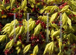 Picture of Acer palmatum (Amoenum Group) 'Shigitatsu sawa (Shigitatsu)'