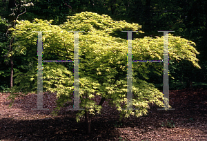 Picture of Acer palmatum (Amoenum Group) 'Shigitatsu sawa (Shigitatsu)'