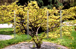 Picture of Acer palmatum (Amoenum Group) 'Shigitatsu sawa (Shigitatsu)'
