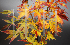 Picture of Acer palmatum (Matsumurae Group) 'Shigure bato'