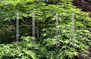 Picture of Acer palmatum (Matsumurae Group) 'Shigure bato'