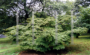 Picture of Acer palmatum (Matsumurae Group) 'Shigure zone (Shigure zono)'