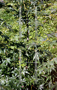 Picture of Acer palmatum (Matsumurae Group) 'Shigure zone (Shigure zono)'