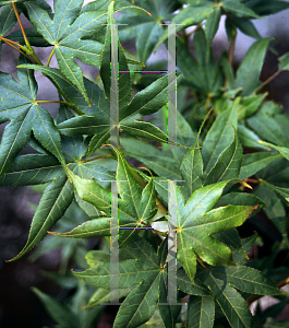 Picture of Acer palmatum (Matsumurae Group) 'Shigure zone (Shigure zono)'