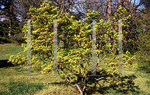 Picture of Acer palmatum (Matsumurae Group) 'Shigure zone (Shigure zono)'