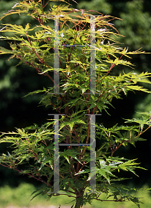 Picture of Acer palmatum (Matsumurae Group) 'Shikage ori nishiki'