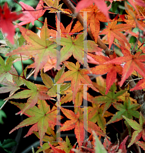 Picture of Acer palmatum 'Shin deshojo (Shinideshiojo)'