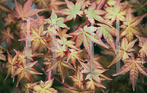 Picture of Acer palmatum 'Shin deshojo (Shinideshiojo)'