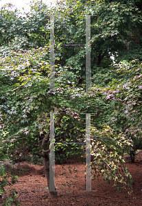 Picture of Acer palmatum 'Shin deshojo (Shinideshiojo)'