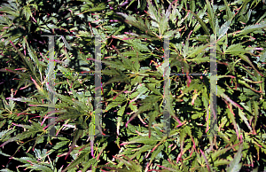 Picture of Acer palmatum(Linearilobum Group) 'Shinobuga oka (Aome-no-uchi)'