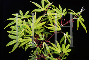 Picture of Acer palmatum(Linearilobum Group) 'Shinobuga oka (Aome-no-uchi)'