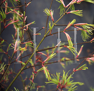 Picture of Acer palmatum(Linearilobum Group) 'Shinobuga oka (Aome-no-uchi)'