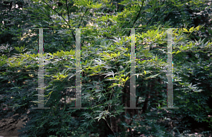 Picture of Acer palmatum (Matsumurae Group) 'Shinonome'