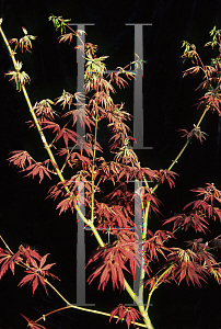 Picture of Acer palmatum (Matsumurae Group) 'Shiranamie'