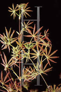 Picture of Acer palmatum (Matsumurae Group) 'Shiranamie'