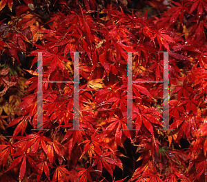 Picture of Acer palmatum (Matsumurae Group) 'Shiranamie'