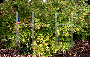 Picture of Acer palmatum (Matsumurae Group) 'Shiranamie'
