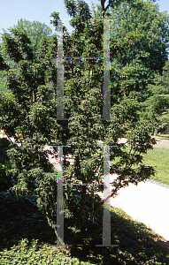 Picture of Acer palmatum 'Shishigashira'