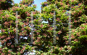 Picture of Acer palmatum 'Shishigashira'