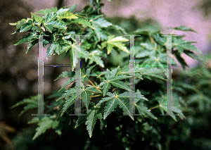 Picture of Acer palmatum 'Shishigashira'