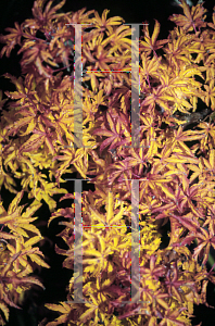 Picture of Acer palmatum 'Shishigashira'