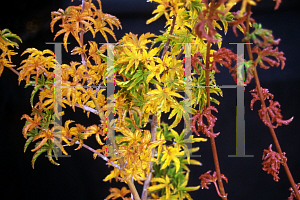 Picture of Acer palmatum 'Shishigashira'