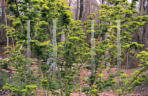 Picture of Acer palmatum 'Shishigashira'