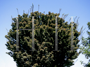 Picture of Acer palmatum 'Shishigashira'