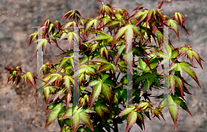 Picture of Acer palmatum 'Shishio hime (Shishi hime)'